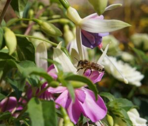 Fuchsia 'Star Wars', with bee, pollinators, flowering shrub