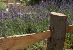 lavender garden, split chestnut fence, summer gardens, show garden, RHS Hampton Court Flower Show 2016