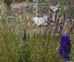 teddy bear, border control garden, conceptual gardens, RHS Hampton Court Flower Show 2016