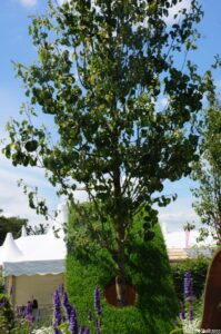 tree, world vision garden, show garden, RHS Hampton Court Flower Show 2016