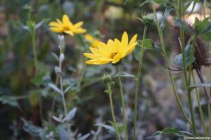 Helianthus, herbaceous perennial, yellow flower, wildlife friendly summer gardens, cottage garden. prairie planting