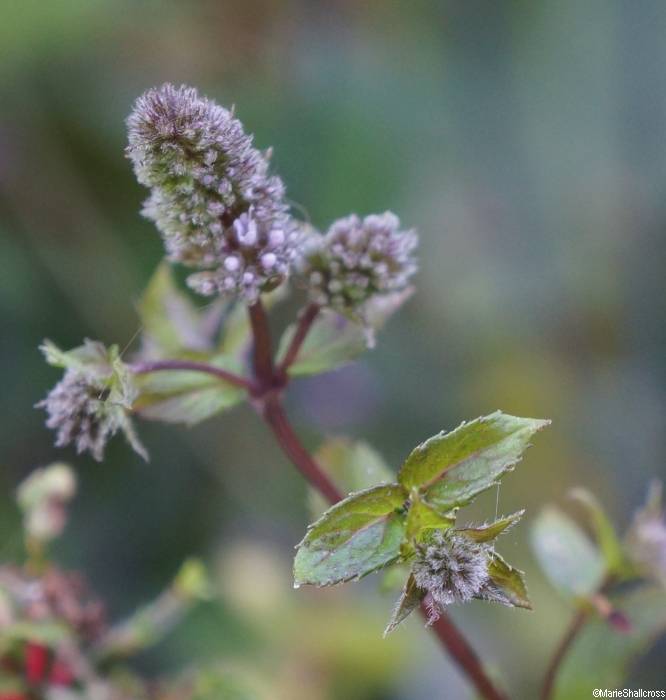 chocolate mint, mentha x piperita chocolate, perennial herb, culinary herb