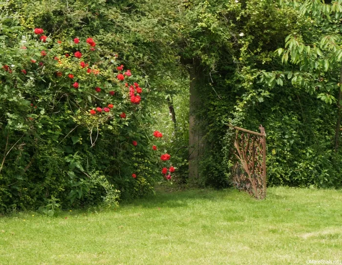 red rose, gate, walled garden, iden croft herbs