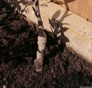 showing graft of rootstock and scion on newly planted bare root fruit tree