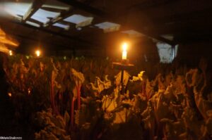 candlelit rhubarb forcing shed, Oldroyds farm