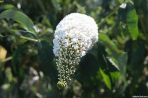 white buddleia flower, scented flowering shrub, deciduous