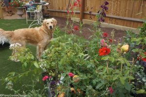 Saffy posing with the plants, planting, garden design, plantng design, garden project, dog friendly gardens, golden retriever, garden project, ornamental edible garden