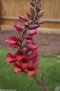 digitalis illumination red, herbaceous perennial, garden design, plantng design, garden project