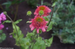 echinacea double scoop, herbaceous perennial, ornamental edible garden