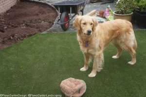golden retriever, artificial grass, flower borders, garden designer, garden project, landscape gardener, ornamental edible garden, dog friendly garden, saffy