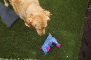 golden retriever, artificial grass, garden designer, garden project, landscape gardener, ornamental edible garden, dog friendly garden, saffy, dragon toy