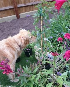 planting borders, ornamental edible garden, garden designer, garden desgn, golden retriever, planting design, garden project, dog friendly garden, planting design