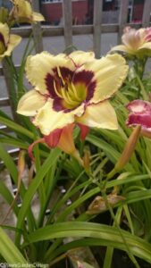 hemerocallis el desperado, herbaceous perennial, plant nursery, ornamental edible garden