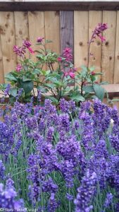 lavender, penstemon, planting scheme, ornamental edible garden, garden designer, garden desgn, planting design, garden project, planting borders