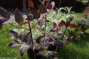 Clematis Warwickshire rose