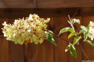 hydrangea paniculata vanille fraise, scented flower, deciduous shrub