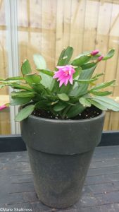 schlumbergera truncata thor, grey pot, greenhouse, Christmas cactus, easter cactus, pink flower, tropical cactus