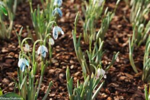 blue dyed snowdrops, chelsea physic garden 2017, snowdrop days, galanthus, london, snowdrop festival. snowdrop display