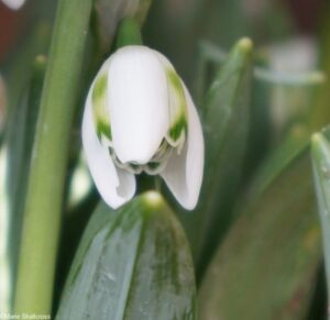 galanthus ailwyn, snowdrop theatre, chelsea physic garden 2017, snowdrop days, snowdrop festival. snowdrop display