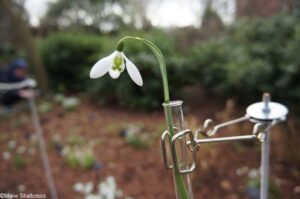 galanthus lapwing in a test tube, snowdrop days, chelsea physic garden 2017, snowdrop festival