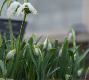 galanthus ophelia in border, chelsea physic garden 2017, snowdrop days, snowdrop festival