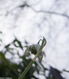 galanthus, snowdrop days, chelsea physic garden 2017, snowdrop festival
