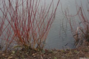 red stemmed cornus, pond, dogwood, winter gardens, coloured stems, coppicing
