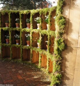 snowdrop theatre, chelsea physic garden 2017, snowdrop days, galanthus, london, moss, snowdrop festival. snowdrop display