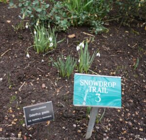 snowdrop trail 3, chelsea physic garden 2017, snowdrop days, snowdrop festival, galanthus, london