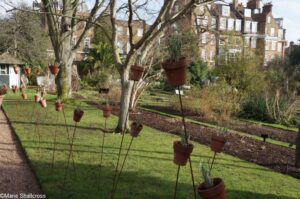 snowdrops in pots on stalks, chelsea physic garden 2017, snowdrop days, galanthus, london, snowdrop festival. snowdrop display