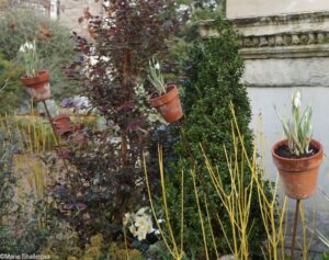 snowdrops in pots on stalks, chelsea physic garden 2017, snowdrop days, galanthus, london, snowdrop festival. snowdrop display