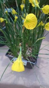 narcissus bulbicodium oxford gold, daffodil, spring flowering bulb