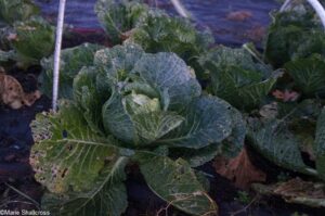 savoy cabbage, caterpillar damage, brassicas, kitchen garden, vegetable garden, garden pests