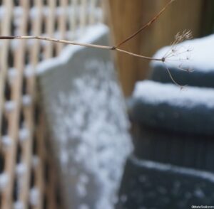 snow, compost bin, seed head, trellis