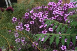 british council garden - India a billion dreams, rhs chelsea 2018, geranium maderense