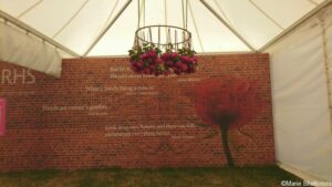 rose crown chandelier, rose quotes, festival of roses, hampton court 2018