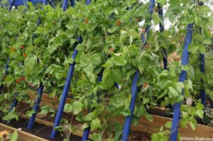 rhs grow your own with raymond blanc, blue support poles for runner beans, hampton court 2018