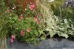 rnib community garden, hampton court 2018, scented pelargonium, furry leaved stachys