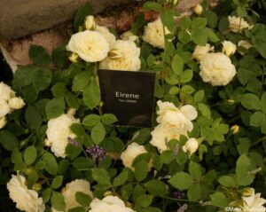 rosa eirene, goddess of peace, WW1, festival of roses, hampton court 2018