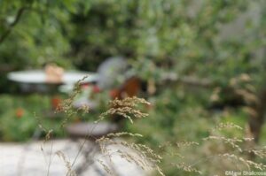 ornamental grass, style & design garden, lifestyle gardens. hampton court 2018
