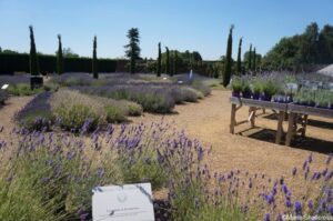 Downderry Nursery national plant collection, lavender, rosemary, lavandula, kent