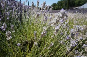 lavender angustifolia blue ice, Downderry Nursery national plant collection, lavender, rosemary, lavandula, kent