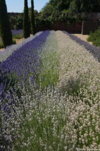 long rows or hedges of different lavender bushes, Downderry Nursery national plant collection, lavender, rosemary, lavandula, kent