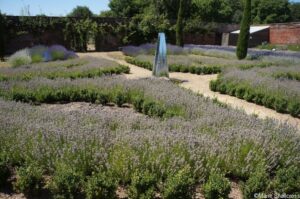 parterre, fountain, Downderry Nursery national plant collection, lavender, rosemary, lavandula, kent