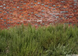 rosemary, Downderry Nursery national plant collection, lavender, lavandula, kent