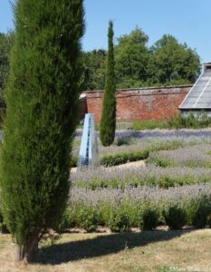 verticals at downderry lavender, national plant collection, lavender, rosemary, lavandula, kent