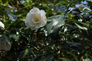 Camellia x williamsii 'china clay', evergreen shrub, Trebah gardens, cornwall, white flowers
