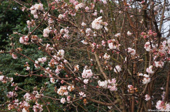 Viburnum x bodnantense dawn, scented flowers, Winter Flowering Shrub