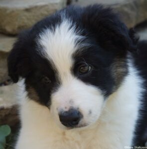 Padme, Border Collie Puppy, 8 weeks old