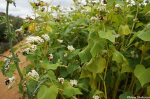 buckwheat, green manure, cover crops, bees, edible gardens, kitchen garden